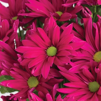 Chrysanthemum indicum 'Springdale™ Purple'