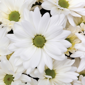 Chrysanthemum indicum 'Shasta™ White' 