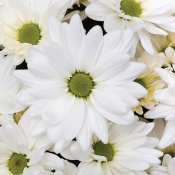 Chrysanthemum indicum 'Shasta™ White'