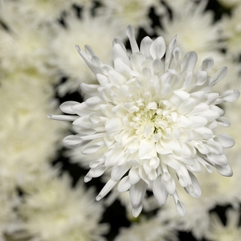 Chrysanthemum indicum 'Seaside™ White' 