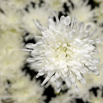 Chrysanthemum indicum 'Seaside™ White'