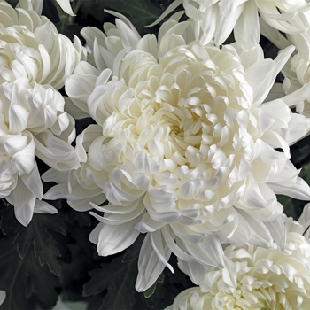 Chrysanthemum indicum 'Saskatoon™ White'