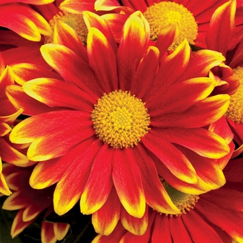 Chrysanthemum indicum 'Santa Cruz™ Red Bicolor'