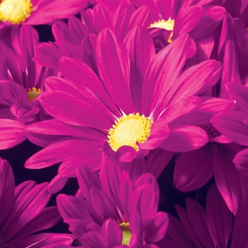 Chrysanthemum indicum 'Rockport™ Purple' 