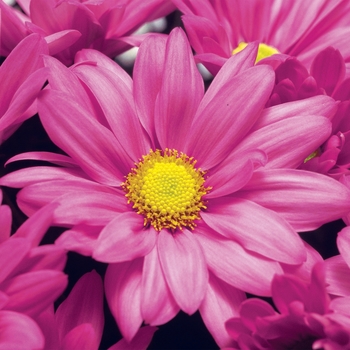 Chrysanthemum indicum 'Roanoke™ Pink'