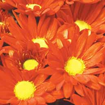 Chrysanthemum indicum 'Reno™ Bronze'