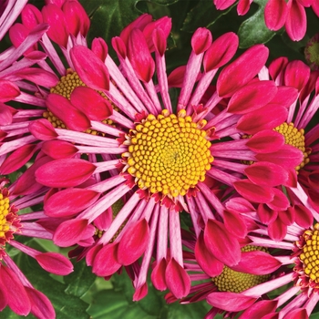 Chrysanthemum indicum 'Purple Springs™'