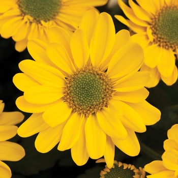 Chrysanthemum indicum 'Pueblo™ Yellow' 