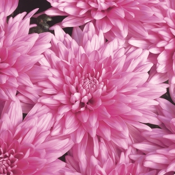 Chrysanthemum indicum 'Presidio™ Deep Pink' 