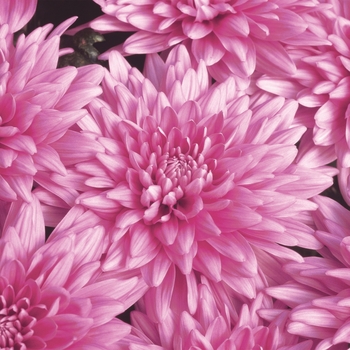 Chrysanthemum indicum 'Presidio™ Deep Pink'