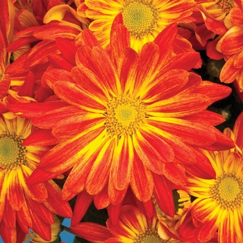 Chrysanthemum indicum 'Point Pelee™'