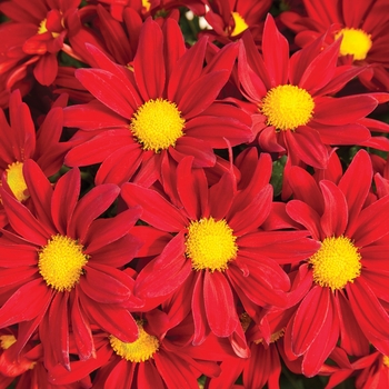 Chrysanthemum indicum 'Outrageous™ Red'