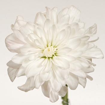 Chrysanthemum indicum 'Ottawa™ White'