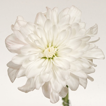 Chrysanthemum indicum 'Ottawa™ White' 