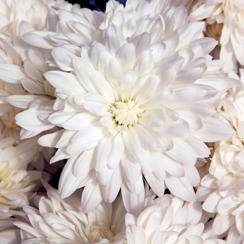 Chrysanthemum indicum 'Olympia™ White' 