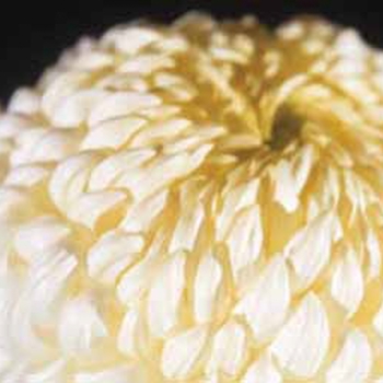 Chrysanthemum indicum 'Nob Hill'