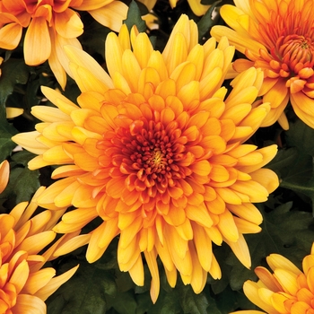 Chrysanthemum indicum 'Newport™ Bronze Bicolor'