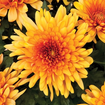 Chrysanthemum indicum 'Newport™ Bronze Bicolor' 