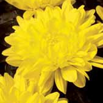 Chrysanthemum indicum 'Manhattan™ Yellow'