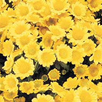 Chrysanthemum indicum 'Lisette™ Yellow' 
