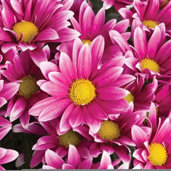 Chrysanthemum indicum 'La Belle™ Dark Pink Bicolor'