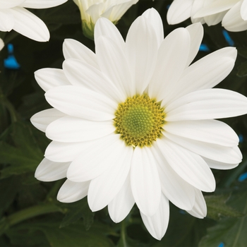 Chrysanthemum indicum 'Juneau™ White' 
