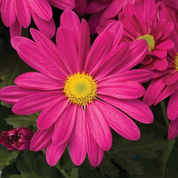 Chrysanthemum indicum 'Irvine™ Regal Purple'