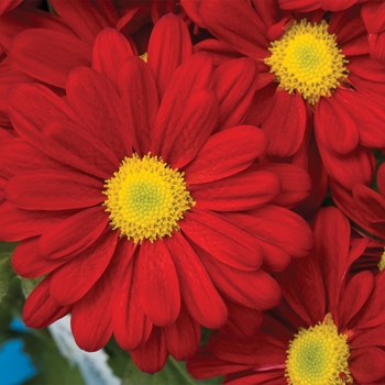 Chrysanthemum indicum 'Irvine™ Red'