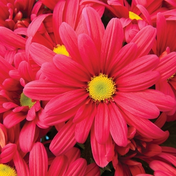 Chrysanthemum indicum 'Irvine™ Currant' 