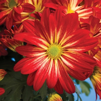 Chrysanthemum indicum 'Hudson Bay™ Red Bicolor'