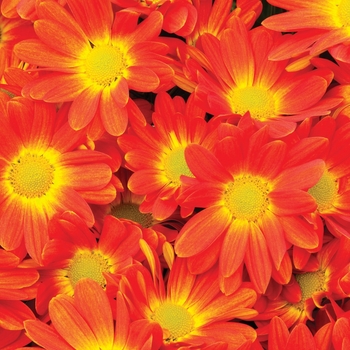 Chrysanthemum indicum 'Hilo™ Tangerine' 