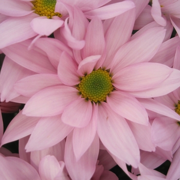 Chrysanthemum indicum 'Grandview™ Light Pink' 