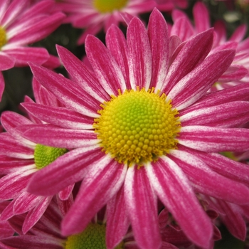 Chrysanthemum indicum 'Genevieve™ Purple Bicolor' 