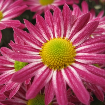 Chrysanthemum indicum 'Genevieve™ Purple Bicolor'