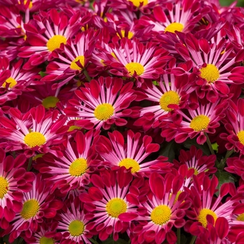 Chrysanthemum indicum 'Fairbanks™ Purple Spoon' 