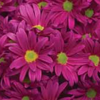 Chrysanthemum indicum 'Essex™ Purple' 