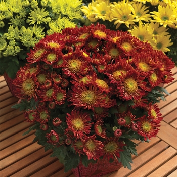 Chrysanthemum indicum 'Encino™ Red Improved'