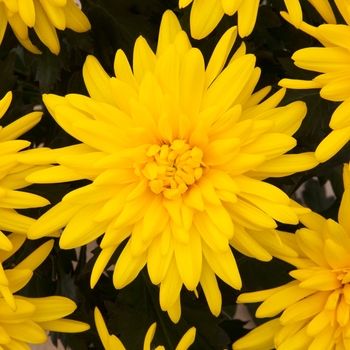 Chrysanthemum indicum 'Durango™ Yellow'