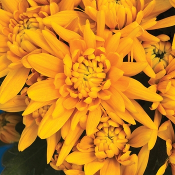 Chrysanthemum indicum 'Durango™ Honey' 