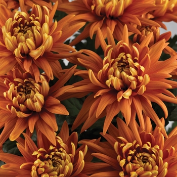 Chrysanthemum indicum 'Durango™ Bronze'