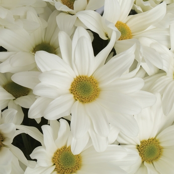 Chrysanthemum indicum 'Clearview™ White'