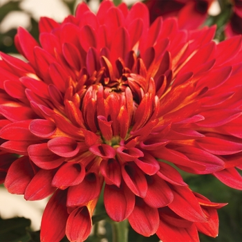 Chrysanthemum indicum 'China Doll™ Red'