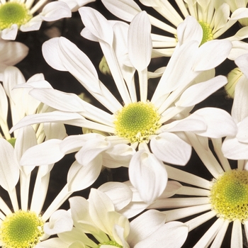 Chrysanthemum indicum 'Brunswick™ White' 