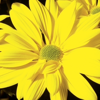 Chrysanthemum indicum 'Blush™ Yellow'