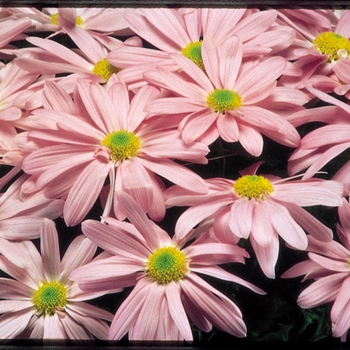 Chrysanthemum indicum 'Blush™ Pink' 