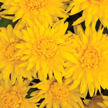 Chrysanthemum indicum 'Bloomfield™ Yellow'