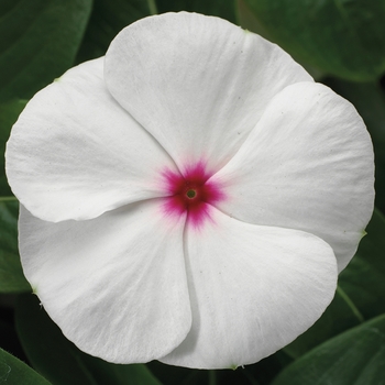 Catharanthus roseus SunStorm® 'White with Eye'