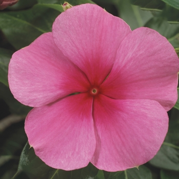 Catharanthus roseus SunStorm® 'Rose with Eye'