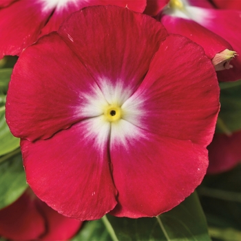 Catharanthus roseus SunStorm® 'Red Halo'