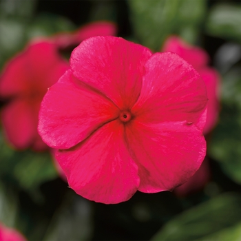 Catharanthus roseus 'Red' 